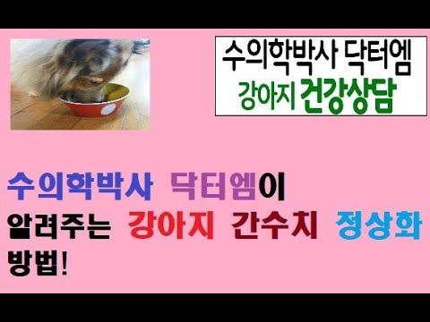 수의학박사 닥터엠이 알려주는 강아지 간수치 낮추는 법