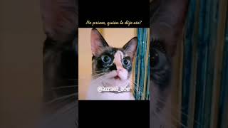 UNA PREGUNTA #azrael_zoe #humor #gatoschistosos #funnycats #catshorts #michisgraciosos #mascotas