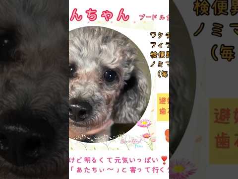 【レスキュー犬預かり】トイプードル『らなん』ちゃん推定5歳位／メス/一緒に里親様募探し中❗️