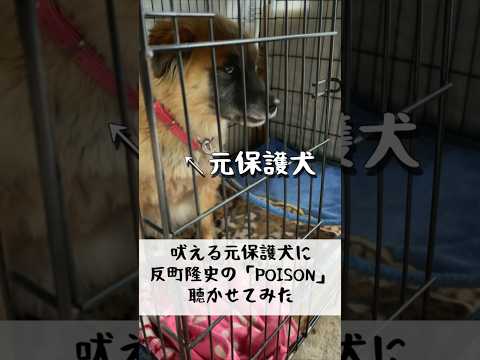 吠える元保護犬に反町隆史の「POISON 」を聴かせてみたら… #shorts