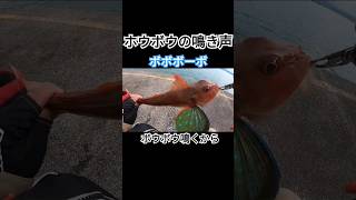 【ホウボウの鳴き声】ボウボウ鳴くからホウボウという?! 説#shorts