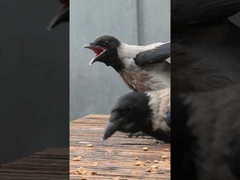 Cute Baby Crow Eating Sounds! #crow #krähe #funny