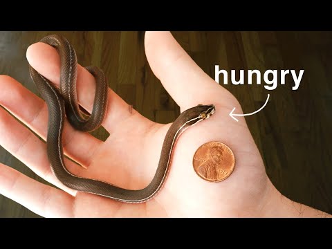 TINY Tanzanian House Snakes - Taxonomy, Feeding and more