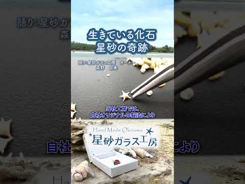 太古から生きるロマン、星砂の生態！