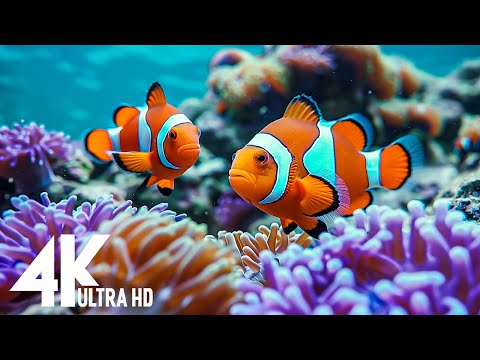 Aquarium 4k VIDEO (ULTRA HD)Relaxing Music with Colorful Coral Reefs, Fish, Stunning Ocean Scenes #5