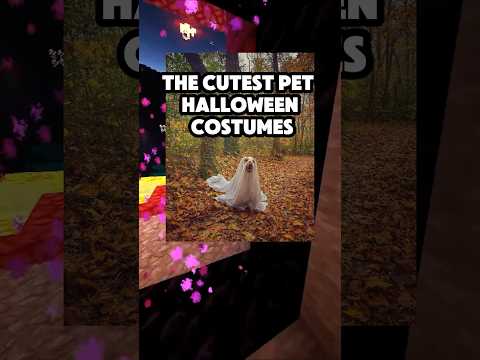 The Cutest Pet Halloween Costumes #halloween #costume