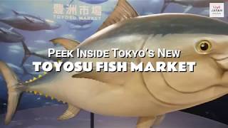 Peeking Inside Tokyo's New Toyosu Fish Market! - LIVE JAPAN