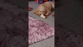 max and the bone #dog #cutepet #maxthedog #adorabledog #cutepuppy #pet #doggie #cockapoopuppy