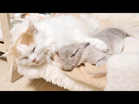 狭いソファーのうえで落ちそうになりながらも抱き合って温まるうさぎと猫の姉弟が愛くるしすぎる