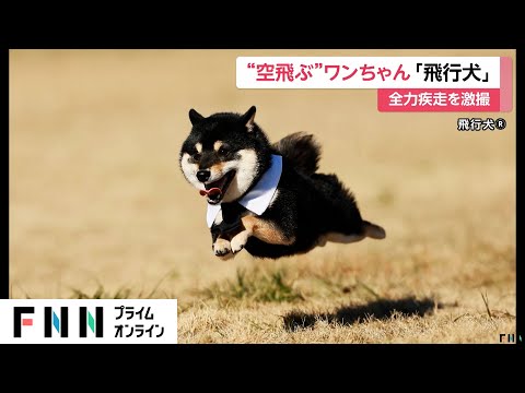 空飛ぶ「飛行犬」が出現！？ワンちゃんと飼い主が奮闘し“奇跡の瞬間”捉える撮影会に密着！　きょうは「飛行機の日」