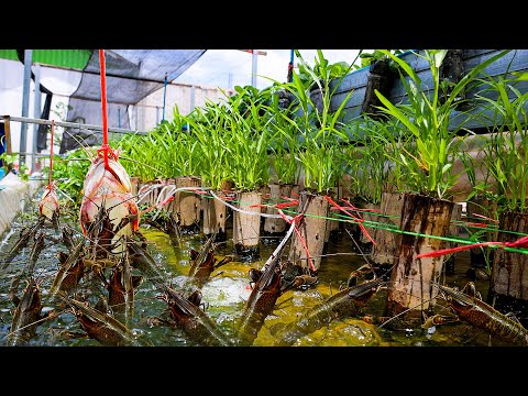 I Built Backyard Aquaponics System for Crawfish Raising and White Radish, Water Spinach Growing