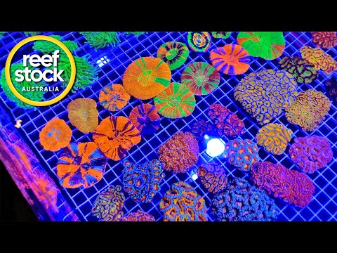 ReefStock Australia 2022 was a MASSIVE Reef Party