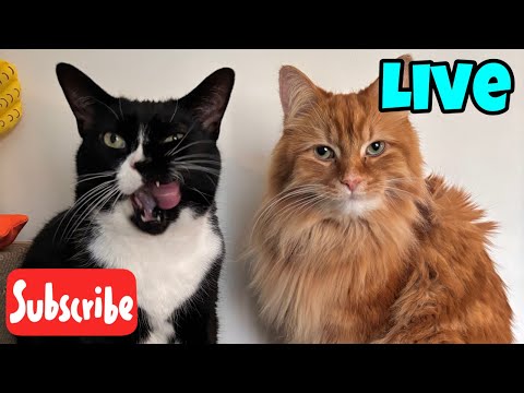 TGIF - Updates on Pudding - Live Stream