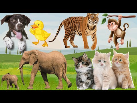 Wild and farm animal moments Elephants, Tigers, Monkeys, Dogs, Cats, Ducks, Sheep