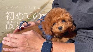 【あざと犬】初めて散歩するトイプードルの子犬が可愛すぎて困る【完敗だ…】