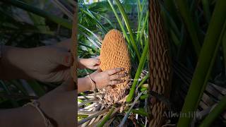 என்ன ஆண் மடுப்பனை-ஆ🌴 Cycas Male Cone | Cycad | Herbal #villagelife #nature #medicine #ayurveda