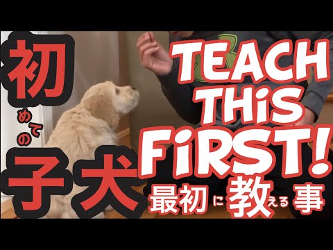 8 Week Old Goldendoodle Puppy Training, Teach This First