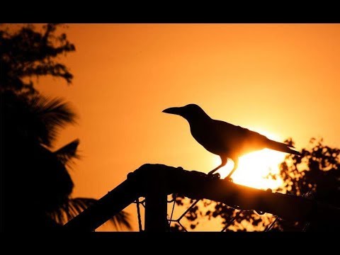 烏黑色源於這種有三隻腳的烏鴉？烏紗帽代表了什麼？|Black originates from this three-legged crow?