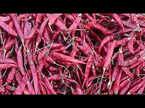 🌶️🌶️🌶️ bedia Mirchi mandi आज की आवक 10,000बोरी की रही 🌶️🌶️🌶️