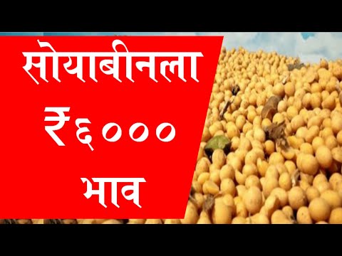 सोयाबीन 6000 रुपये भावाची घोषणा || MSP for Soybean 2024