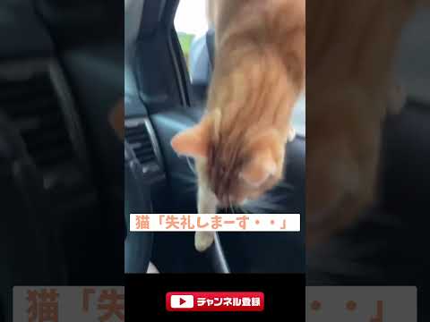 猫さん、ヒッチハイクを成功させるｗｗｗ【 2ch動物スレ】　#2ch #shorts #2ch動物スレ #cat #2chほのぼのスレ #猫のいる暮らし