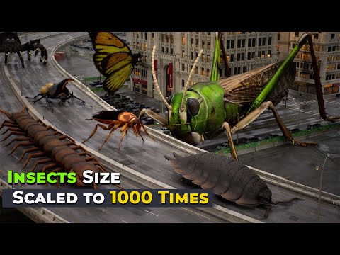 If Insects' Size Increased to 1000 Times| Imaginary Size Comparison bugs