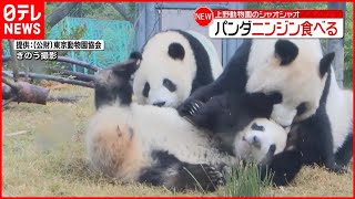 【上野動物園】双子パンダ・シャオシャオ  ニンジン食べる