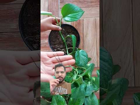 propagation of money plant