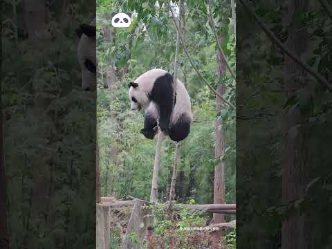 Panda. Giant pandas who can do acrobatics. アクロバットができるジャイアントパンダ。会耍杂技的大熊猫。