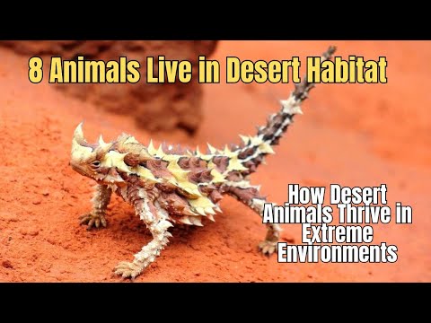 8 Wildlife Desert Animals 🐫 How Desert Animals Thrive in Extreme Environments