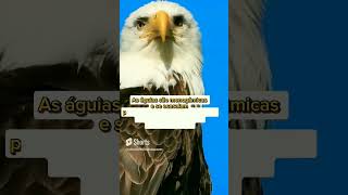 Três curiosidades sobre as águias #shorts#aves #birds #passaros