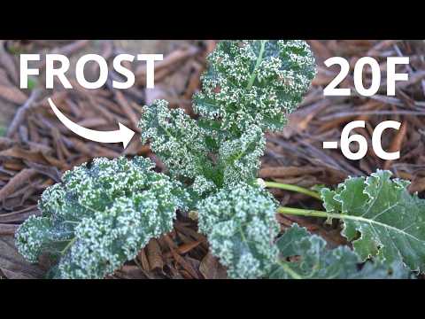 10 Cold Hardy Vegetables You MUST Grow This Winter