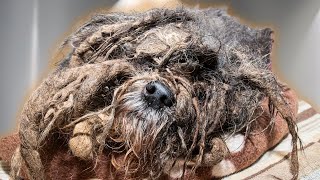 The WORST dog matting I have ever seen in my 13 years as a pet groomer | EXTREME transformation