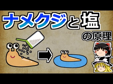 【ゆっくり解説】ナメクジはなぜ塩で溶けるのか？