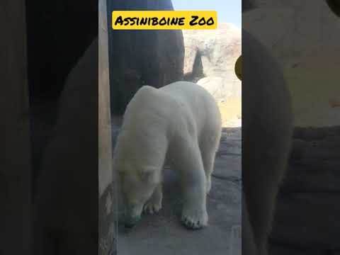 Polar Bear at Assiniboine Park Zoo Winnipeg Manitoba Canada