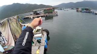 Fishing HK_紀州真漢子