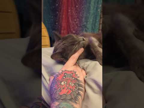 Petting Skeletor the Russian Blue kitty #catshorts #adoptnotshop #cutepets #adorable #neko #kawaii