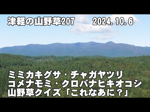 津軽の山野草207(ﾐﾐｶｷｸﾞｻ、ﾁｬｶﾞﾔﾂﾘ、ｺﾒﾅﾓﾐ、ｸﾛﾊﾞﾅﾋｷｵｺｼ、山野草ｸｲｽﾞ)