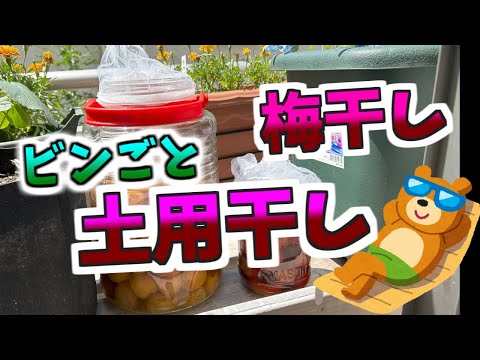 梅干し、ビンごと、土用干し！邪道の梅干し#2