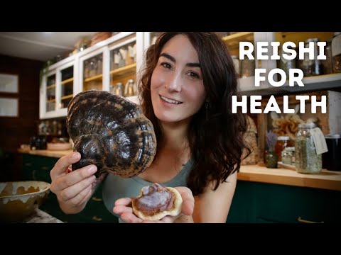 Foraging for Wild Reishi Mushrooms!