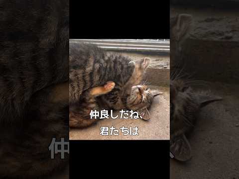 拾った猫の結膜炎が治ってきた #保護猫 #捨て猫 #結膜炎 #shorts