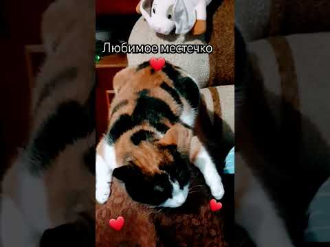 Обними, не отпускай #забавныеживотные #любимыепитомцы #котики