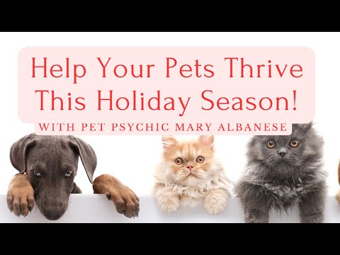 How to Calm Your Pets During the Holidays Tips From an Animal Communicator @zenzu7081