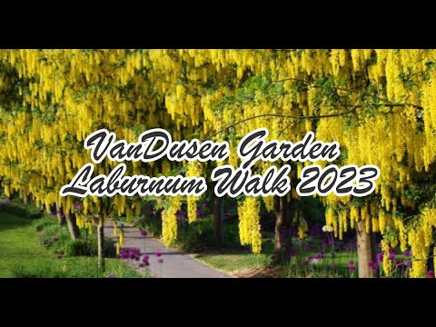 VanDusen Garden Laburnum Walk 2023 - バンクーバーにあるバンデューセン植物園のキバナフジが満開