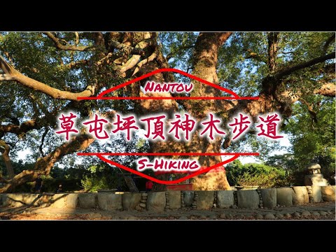 S步道｜南投｜坪頂神木步道｜樟樹香情意長｜草屯鎮