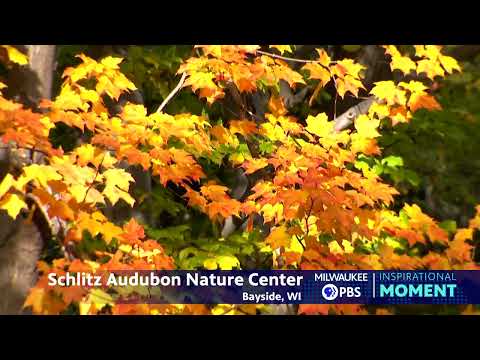 Milwaukee PBS | Inspirational Moments | Fall Color at Schlitz Audubon Nature Center