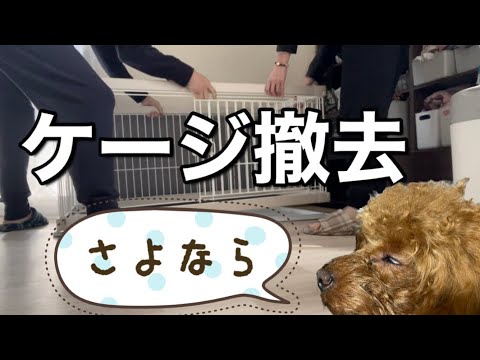 ケージやめました。【トイプードル】