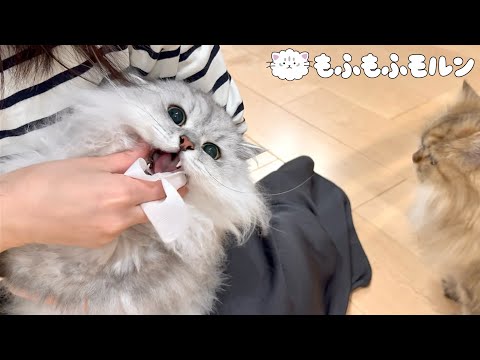 もふもふ猫が新しい歯磨きシートに挑戦！ 【サイベリアン】