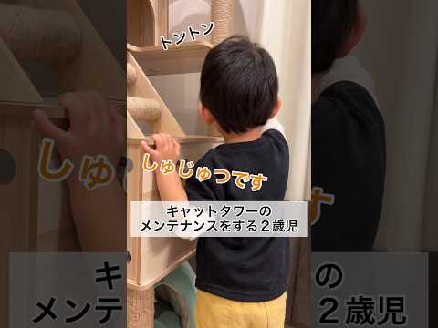 キャットタワーのメンテナンスをする2歳11ヶ月 #shorts #2歳児