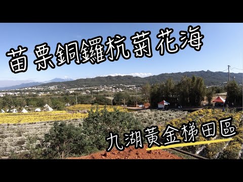 苗栗景點 - 銅鑼杭菊花季 | 九湖農場旁銅鑼大花圃杭菊花海 | 黃金梯田滿開金黃色杭菊 | 班傑明慢生活